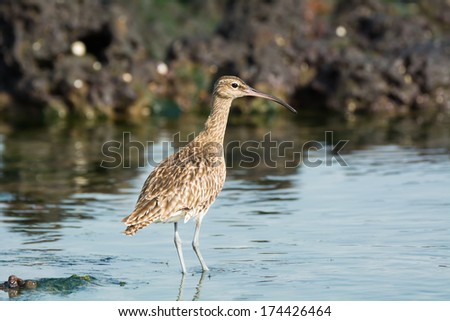 A Whimbrel (Numenius Phaeopus) wading through shallow water of a tidal pool
