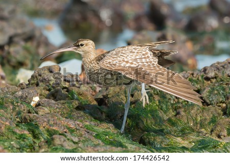 A Whimbrel (Numenius Phaeopus) on one leg stretching by a tidal pool