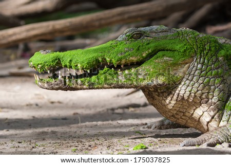 A West African Crocodile (Crocodylus suchus) showing his toothy smile