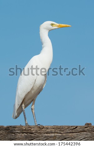 A Cattle Egret (Bubulcus ibis) standing on a wharf against a blue sky