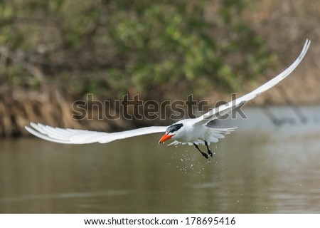 A Caspian Tern (Sterna Caspia) dripping water through the mangroves