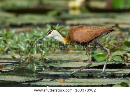 A young African Jacana (Actophilornis africanus) walking on lily pads