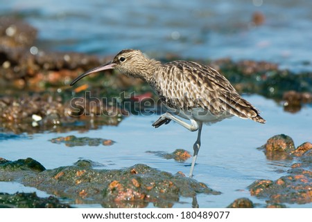 A Whimbrel (Numenius Phaeopus) with one foot in the air scratching