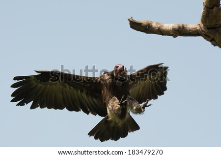 A Hooded Vulture (Necrosyrtes manachus) landing on a branch  directly above me