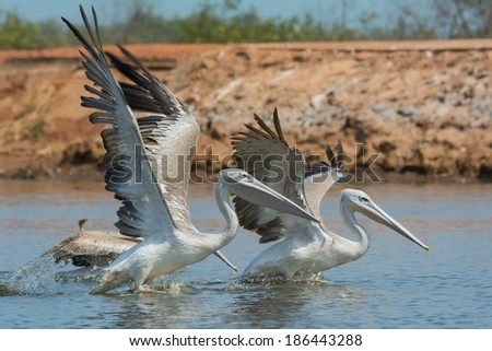 A group of Pink-backed Pelicans (Pelecanus rufescens) rushing forwards to catch fish