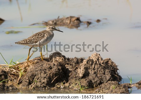 A Wood Sandpiper (Tringa glareola) walking on a bank of mud