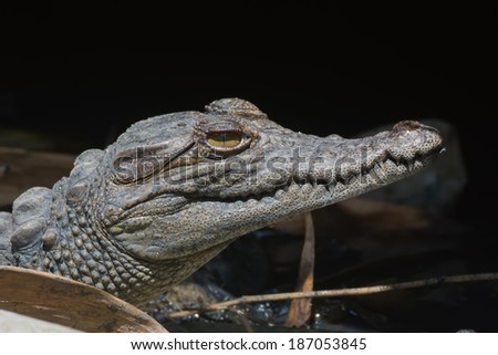Head shot of a young  West African Crocodile (Crocodylus suchus)