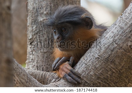 A young Western Red Colobus Monkey (Piliocolobus badius) lost in thought