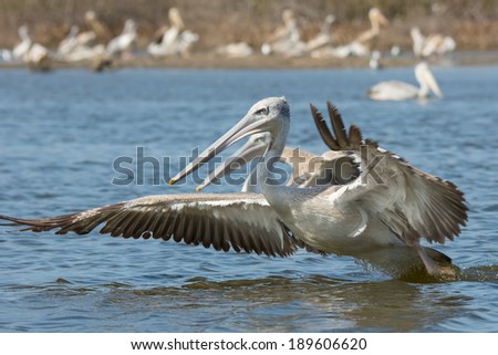 A Pink-backed Pelican (Pelecanus rufescens) rushing forwards to dive for fish