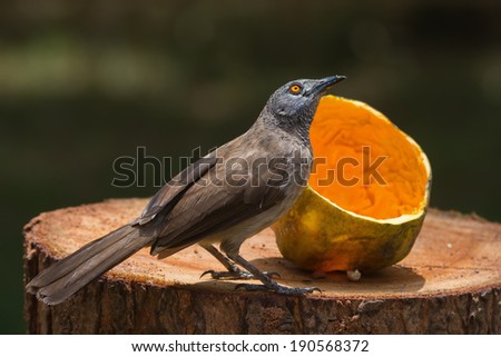 A Brown Babbler (Turdoides plebejus) looking up from eating papaya
