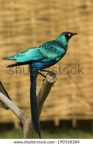 A Long-Tailed Starling (Lamprotornis chalcurus) with long tail feathers hanging down