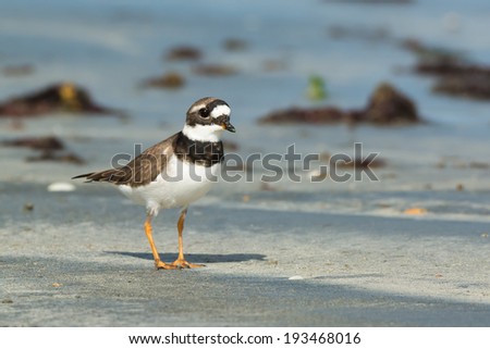 A smart looking Ringed Plover (Charadrius hiaticula) on the beach
