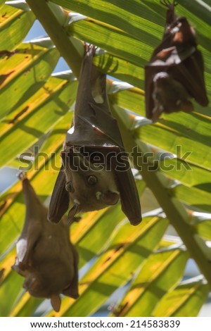 Gambian Epauletted Fruit Bat (Epomophorus gambianus) with Peter\'s Dwarf Epauletted Fruit Bat (Micropteropus pusillus)