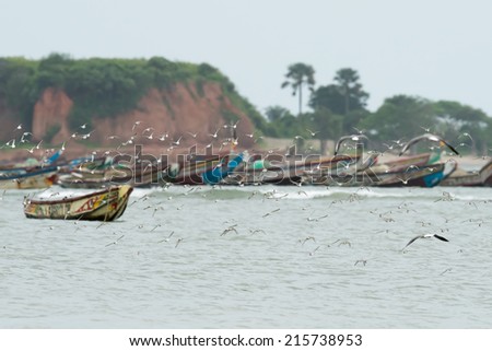 A flock of sanderlings flying in front of an colorful African fishing fleet