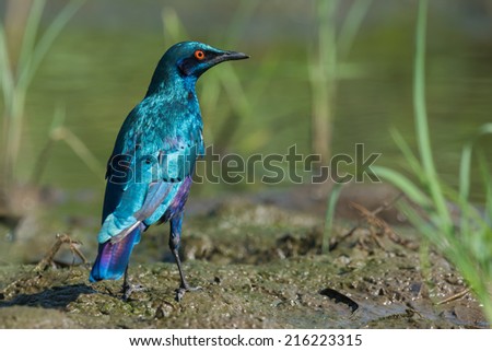 A Greater Blue-eared Glossy Starling (Lamprotornis chalybaeus) standing on a muddy field