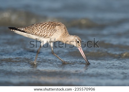 Bar-tailed Godwit (Limosa lapponica) probing the sand below the water for worms