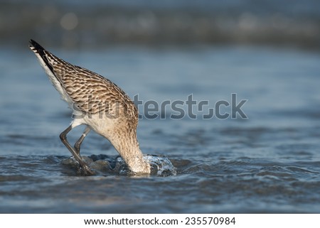 A Bar-tailed Godwit (Limosa lapponica) plunging its head deep below the water to find worms in the sand