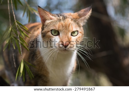 Portrait of a Tri colored house cat