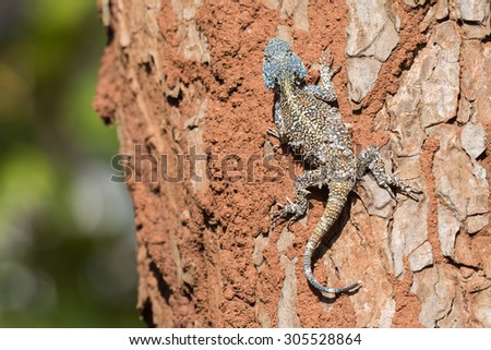 An Agama Lizard with shedding skin on the trunk of a tree