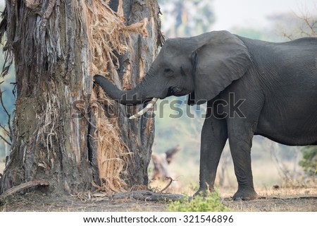 A female African Elephant with one tusk eating (and destroying) a baobab tree