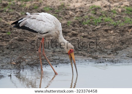 Yellow-billed stork (Mycteria ibis) probing with its bill for food