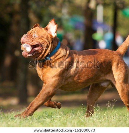 The Dogue de Bordeaux  is a French Mastiff breed--and one of the most ancient French dog breeds.