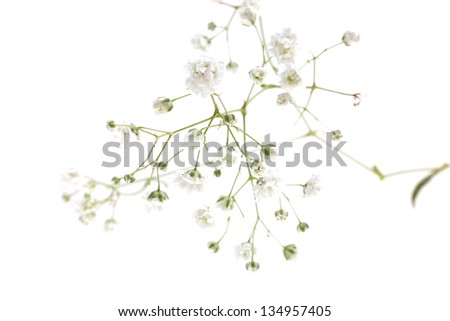 small white flowers isolated on white