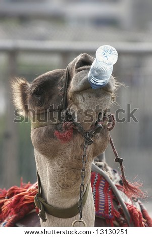 Camels Drinking Water