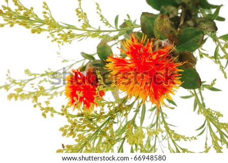 red-yellow flower on white background with grass
