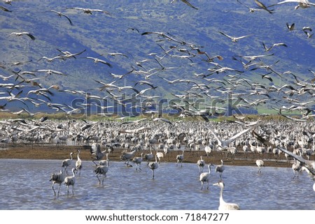 wild birds: the cranes are flying against the backdrop of the mountains (latin: grus grus) wildlife