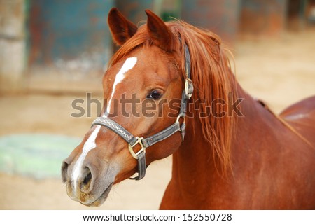 cute horse walks on the ranch
