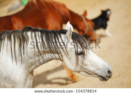 cute horse walks on the ranch