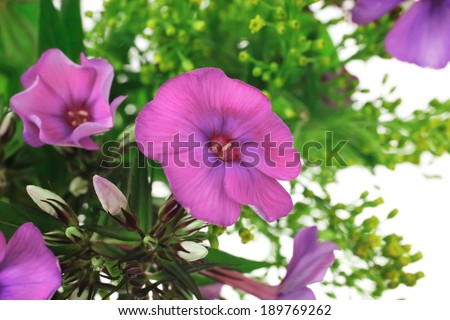 flowers : small bouquet of pansy flowers with green grass isolated over white background