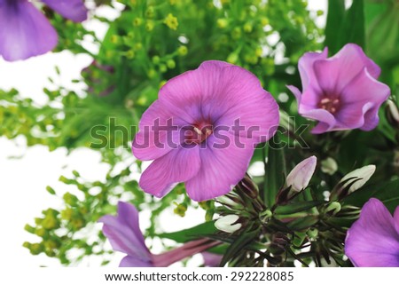 flowers : small bouquet of pansy flowers with green grass isolated over white background