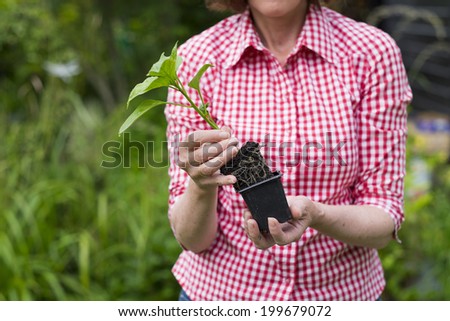 Closeup of senior woman holding a plant in pot, new sprout in her hands