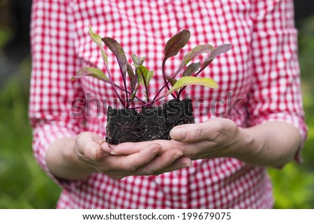 Closeup of senior woman holding a plant, new sprout in her hands