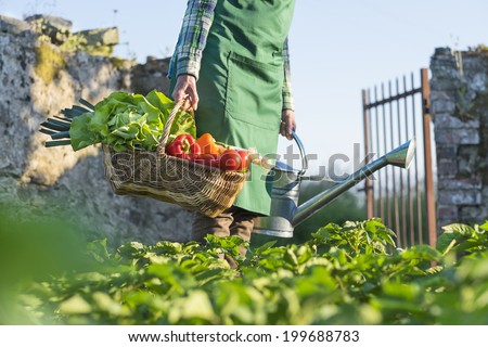 A woman carrying a basket of fresh vegetables in garden