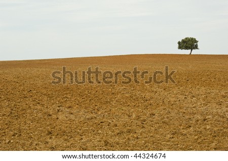 Lonely tree in drought wasteland