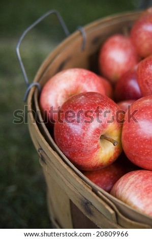 Bushel of apples