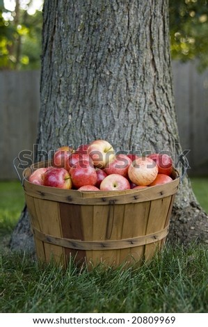 Bushel of apples under tree