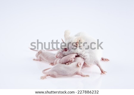 White laboratory mice: mother with pups, which are 9 days old; isolated on white