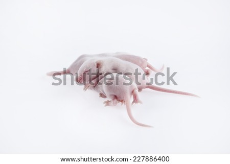 White laboratory mice: baby pups, which are 8 days old; isolated on white