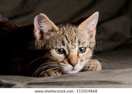 Small tabby cat in funny position
