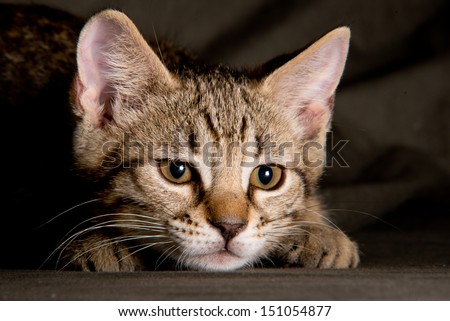 Small tabby cat in funny position
