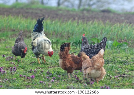Rooster and flock of chickens grazing on the grass