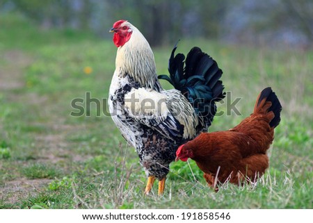 Rooster and chicken grazing on the grass