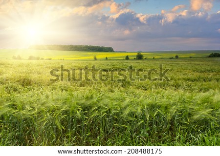 The field of green ears of barley at spring time