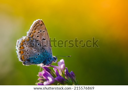 Butterfly on a wild flower. Summer nature background. Filtered image: colorful effect.