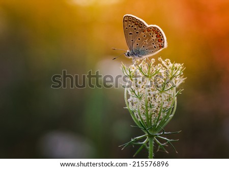 Butterfly on a wild flower. Summer nature background. Filtered image: colorful effect.