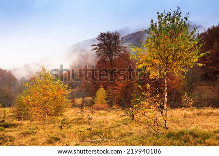 Magical forest in a golden Autumn. Mist mountain landscape.  Filtered image: colorful effect.